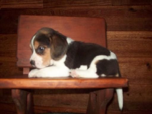 150 EUROS  LA  ATRACCION DE REGALO PARRAFO AMOR DE UNA VEZ SU CACHORRO Beagle