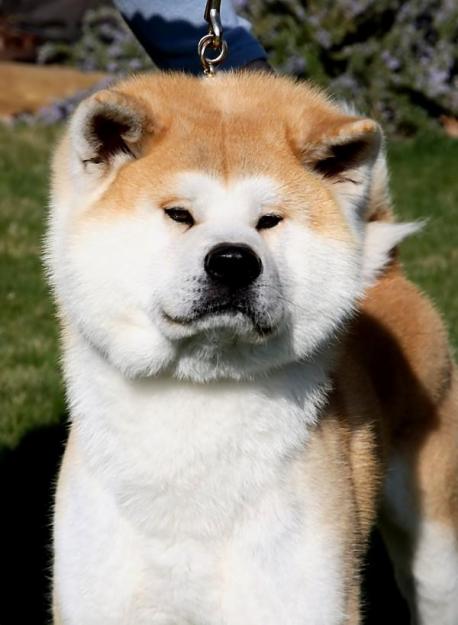 Akita-inu La senda de Tsunayoshi