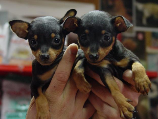 Cachorros de Pinscher mini