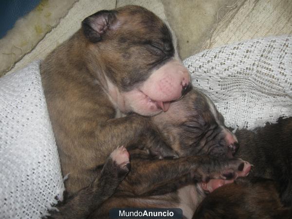 Cachorros Pit Bull