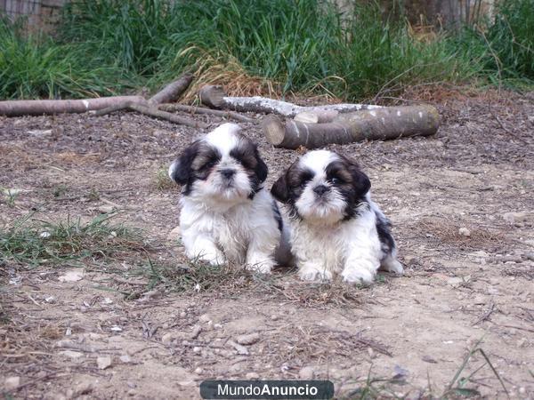 CACHORROS SHIH TZU 350 €