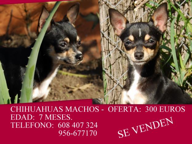 CHIHUAHUAS MACHOS - VENTA -CAMPO DE GIBRALTAR