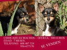 CHIHUAHUAS MACHOS - VENTA -CAMPO DE GIBRALTAR - mejor precio | unprecio.es