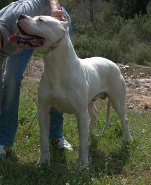 DOGOS ARGENTINOS DE OLJOMARO - VALENCIA