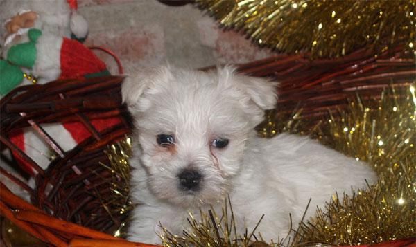 Excelentes Bichon maltes, los mejores cachorros