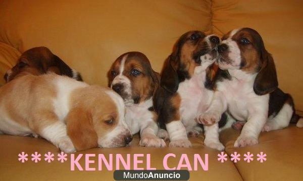 Fantasticos cachorros de Basset Hound