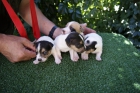 Jack Russell pata corta con pedigree de calidad - mejor precio | unprecio.es