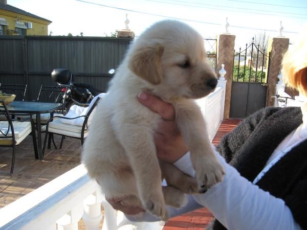 LABRADOR CON PEDIGRI OPCIONAL