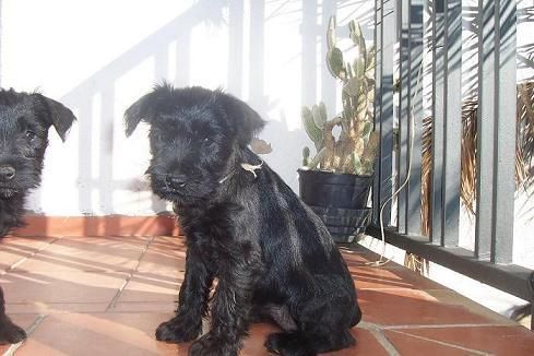 Se venden preciosos cachorros de schnauzer miniatura