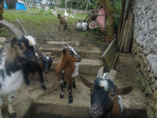 VENDO PEQUEÑO REBAÑO DE CABRAS ENANAS