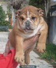 BULLDOG INGLES 690€ - mejor precio | unprecio.es