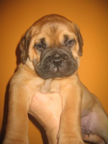 BULLMASTIFF CACHORROS ATIGRADOS Y LEONADOS