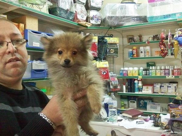 CACHORRITO DE POMERANIA HEMBRA, 400 EUROS