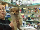 CACHORRITO DE POMERANIA HEMBRA, 400 EUROS - mejor precio | unprecio.es