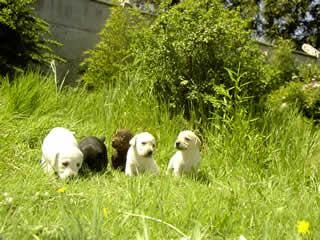 cachorro LABRADOR  con PEDIGREE 350