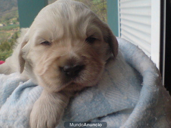 Cachorros de Golden Retriever