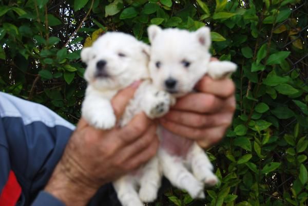 Calidad y garantía en WESTY CON PEDIGREE 550euros