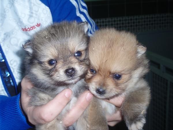 pequeños cachorros de POMERANIA CON PEDIGREE 490 EUROS