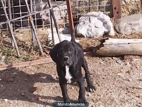 POINTER CACHORROS CON 3 MESES