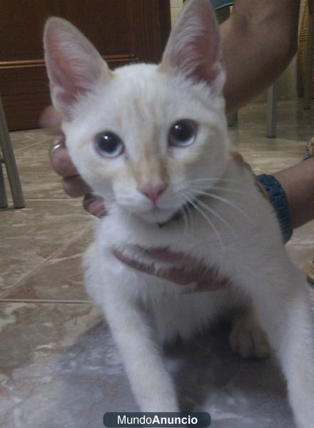 SE HA ENCONTRADO GATO PERDIDO EN ALGECIRAS