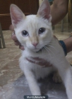 SE HA ENCONTRADO GATO PERDIDO EN ALGECIRAS - mejor precio | unprecio.es