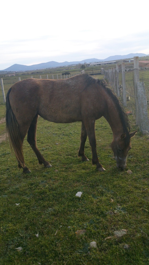 Se Vende Potra de 3 años de edad