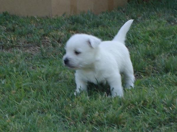 westies preciosos cachorros criados en familia  150