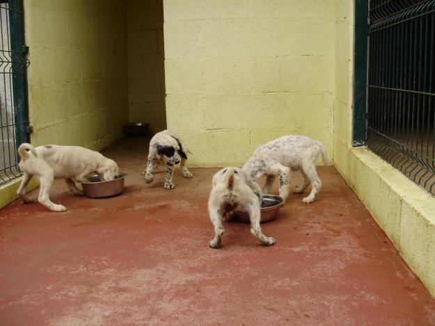 Setter Inglés - camada de cachorros con LOP