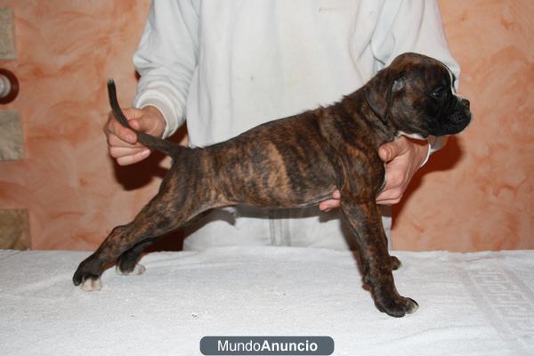 boxer atigrados,