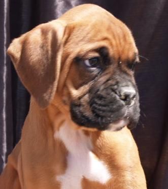 Boxer, excelentes cachorros de dos meses