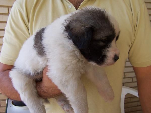 Cachorros de Mastín del Pirineo