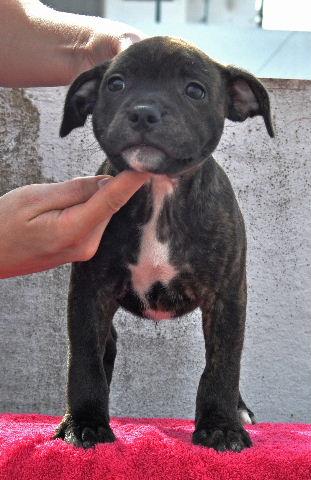 Cachorros staffordshire bull terrier imejorable linea