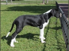 Dogo Aleman/Gran Danes hembra mantle/boston - mejor precio | unprecio.es