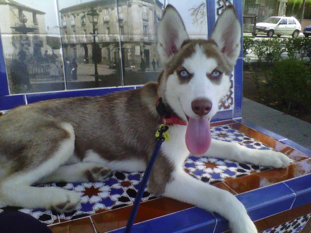 Husky en Linares