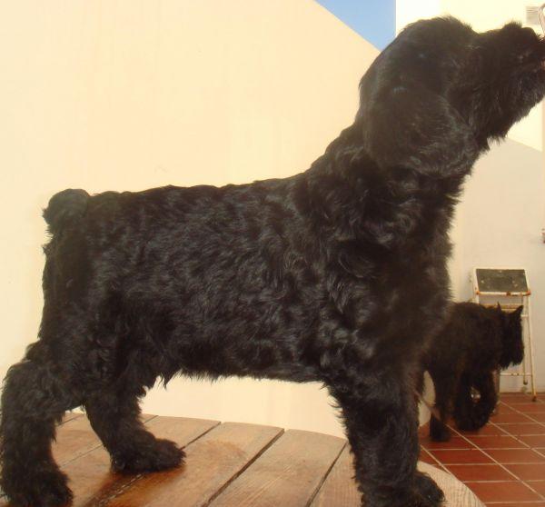 MACHO Schnauzer Gigante Negro