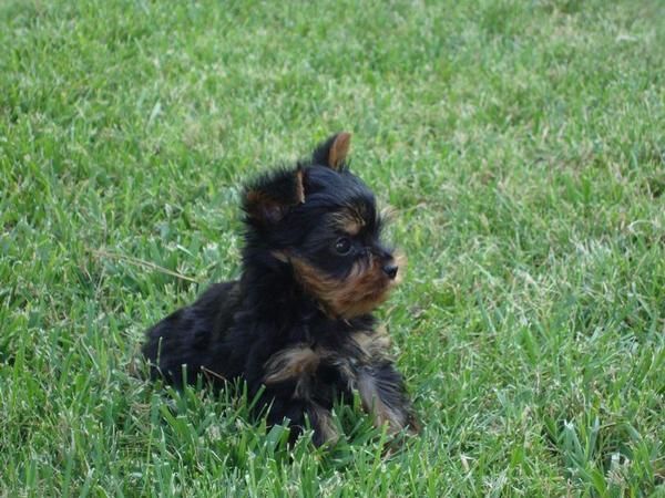 yorkshire terrier,macho tamaño mui pequeño,linea coramonte,fabuloso pedigree.