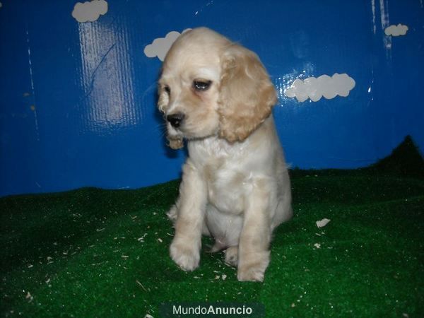 Cachorretes de Cocker Americano con Pedigree