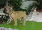 cachorrita bulldog frances fawn de lujo - mejor precio | unprecio.es