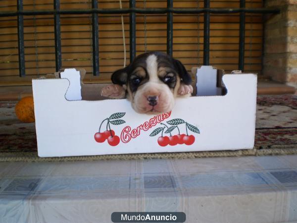 Cachorros Beagles Tricolores