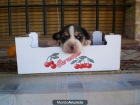 Cachorros Beagles Tricolores - mejor precio | unprecio.es