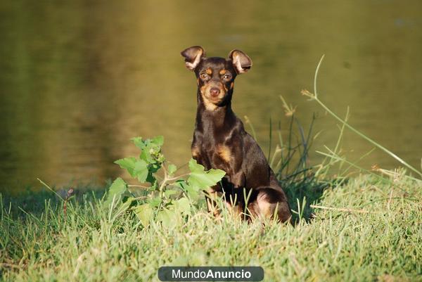 Camada de mini pinscher