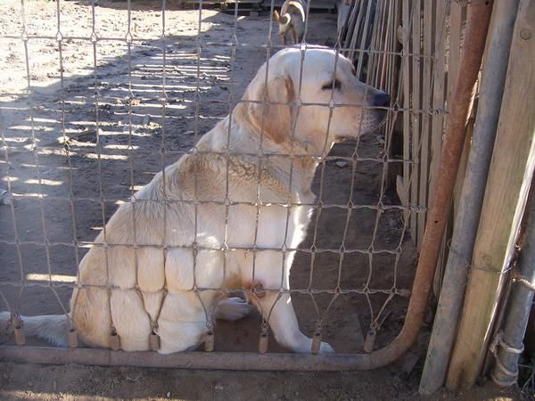 Criadero de Labrador Retriever