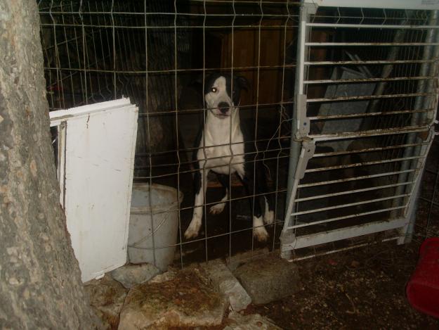 hembra de presa canario con alano y dogo argentino buena guardiana