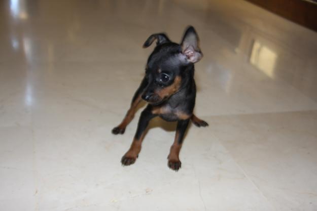 Pinscher Toy