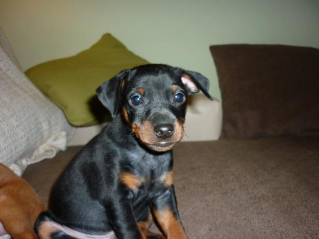 SE VENDE MINI PINSCHER