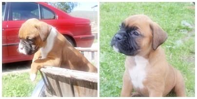 Vendo dos cachorritas BOXER preciosas !