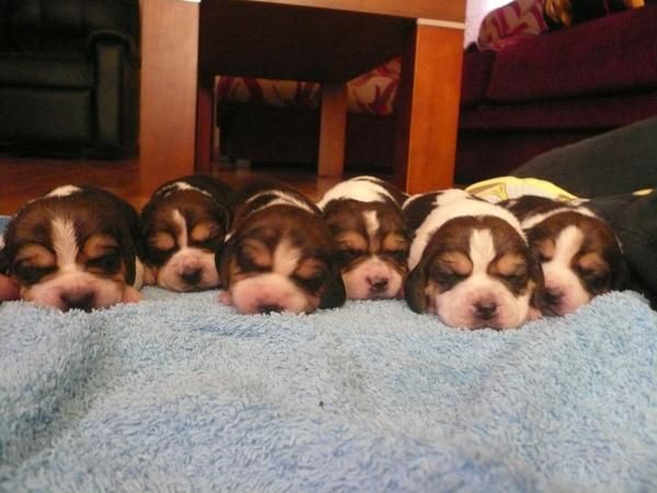 VENTA BEAGLES