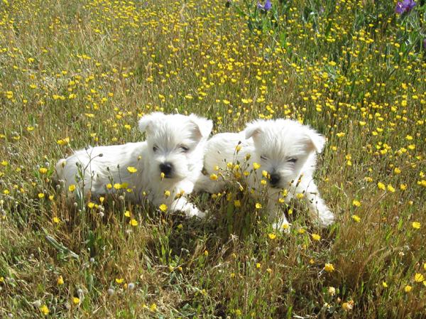 Westys cachorros muy compactos y con mucho hueso.