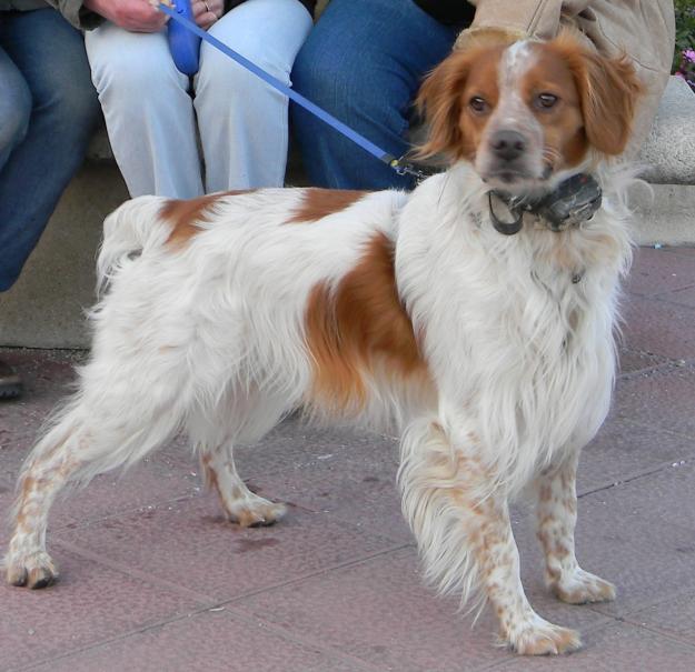 Busco novia para tener peques, breton