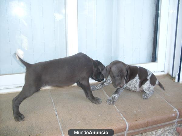 cachorros de braco